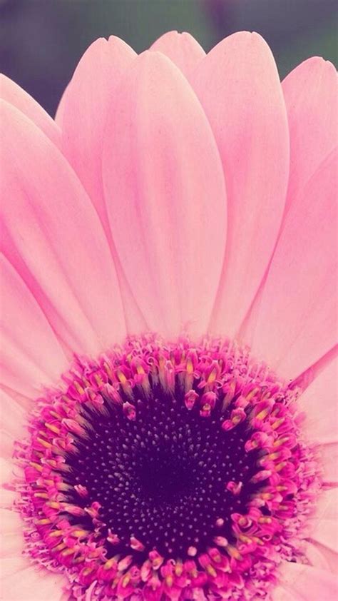 Flower Girly Wallpaper For Phones – Cute Wallpapers 2024