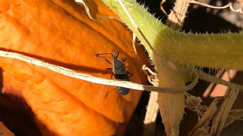 Trap Crops to Control Squash Bugs | USU