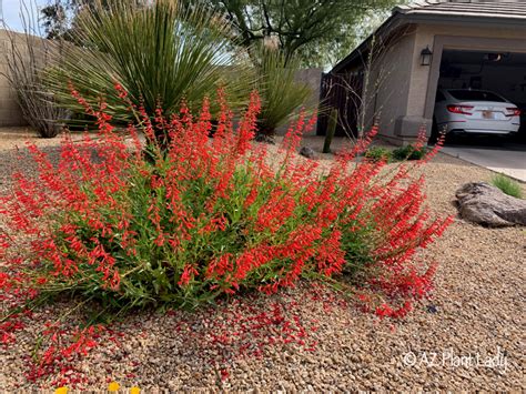 Succulent Gardening Archives - Ramblings from a Desert Garden