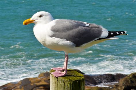 Sea Gull Bird · Free photo on Pixabay