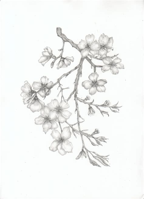 Almond Blossom Branch | Cherry blossom drawing, Almond blossom, Tree drawings pencil