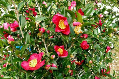 'Yuletide' Camellia