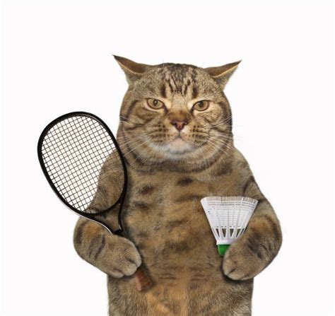 Best Funny Badminton Stock Photos, Pictures & Royalty-Free Images - iStock