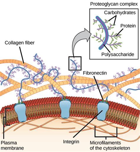 an image of the structure of a plant and its structures, including cell ...