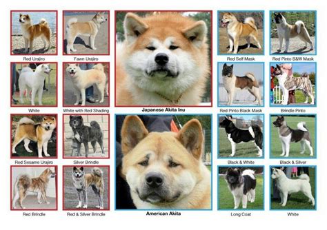 Pin by Gael De Longe on American Akita & Japanese Akita (Akita Inu) | Akita dog, Japanese akita ...