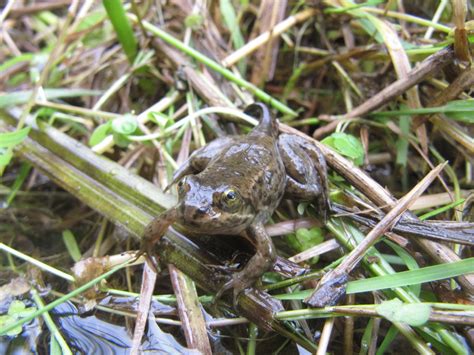 Oregon Spotted Frog, amphibian salvage, endangered amphibians ...