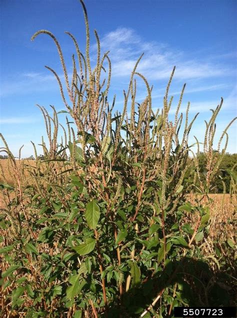 Palmer amaranth (Amaranthus palmeri S. Wats.)