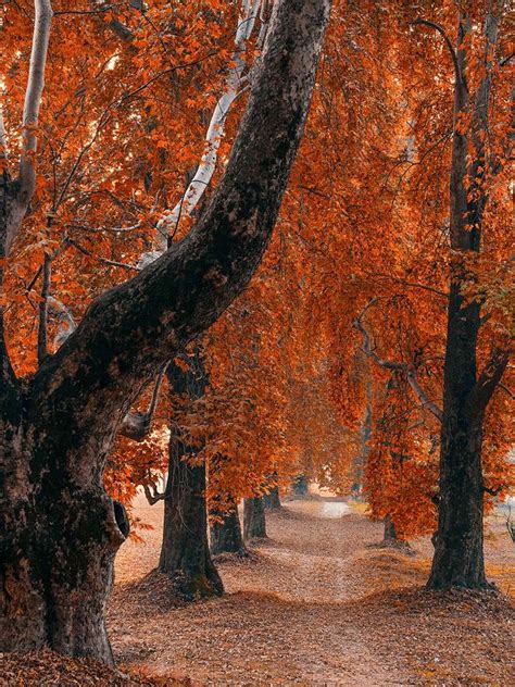 Autumn: The most magical season of Kashmir | News-photos – Gulf News