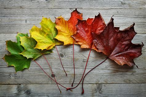 Autumn Maple leaf transition | Mental Health Recovery