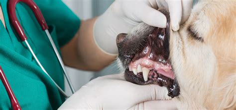 Common Dental Problems in Dogs | How To Care For Your Dog's Teeth