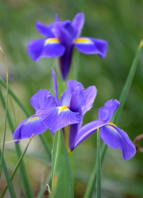 Irises