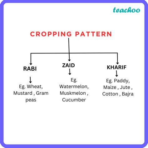 [Agriculture Class 10] Cropping Patterns - Detailed Explanation