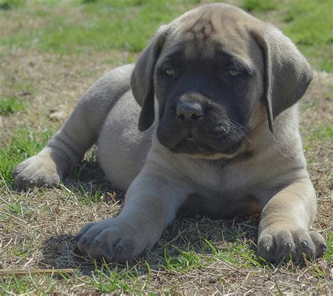 English Mastiff Pup | ubicaciondepersonas.cdmx.gob.mx