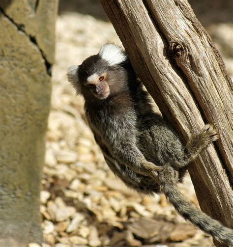 Common Marmoset