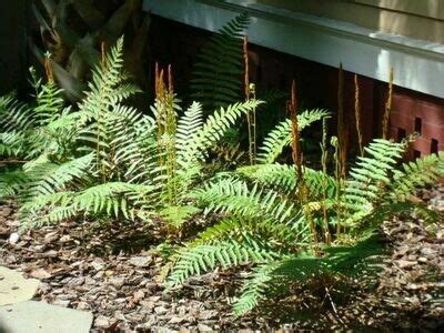 Buy Florida Friendly Plants - Largo and St. Petersburg