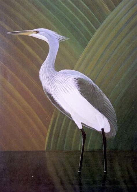 White bellied heron - Alchetron, The Free Social Encyclopedia