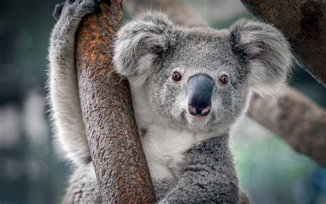 Why the heck do so many koalas have chlamydia? | Live Science