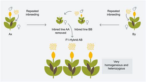 Hybrid breeding - Breeding methods - Innovation- KWS UK Ltd.