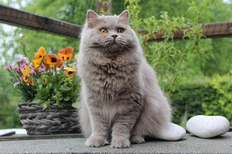 10 Best British Cat Breeds