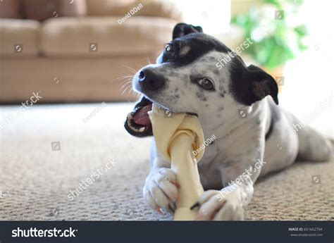 10,637 Dog chewing on bone Images, Stock Photos & Vectors | Shutterstock