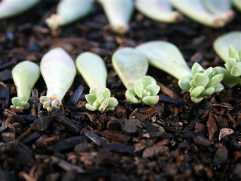 How to Propagate Succulents in 4 Simple Steps - World of Succulents | Propagating succulents ...