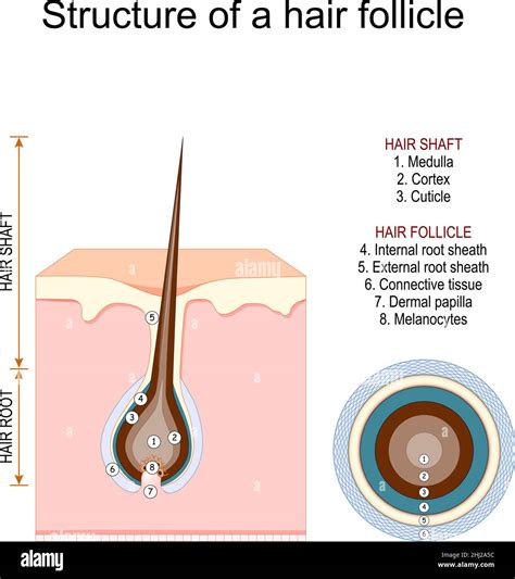 Dermal Papilla Diagram