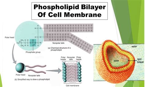 The Lipid Bilayer of Cell Membrane