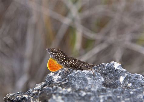 Lizard species found to reduce head bobbing mating ritual when ...