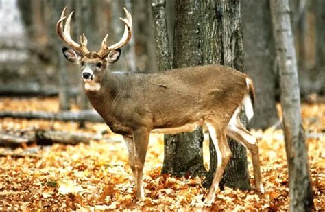 Whitetail Deer - Description, Habitat, Image, Diet, and Interesting Facts