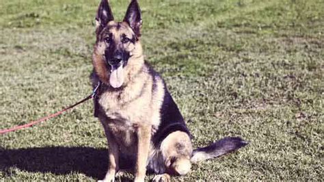 How to Train a German Shepherd to Be a Guard Dog | PetCareRx