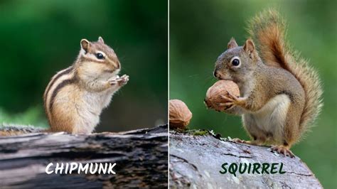 Chipmunk Control: How To Get Rid of Chipmunks? - Pest Samurai