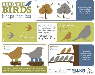 How Feeding Birds Can Help Them - Wild DelightWild Delight