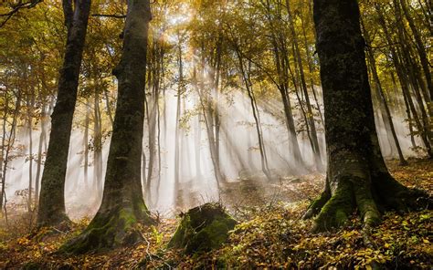 Sun Beam Forest In Russia - XciteFun.net