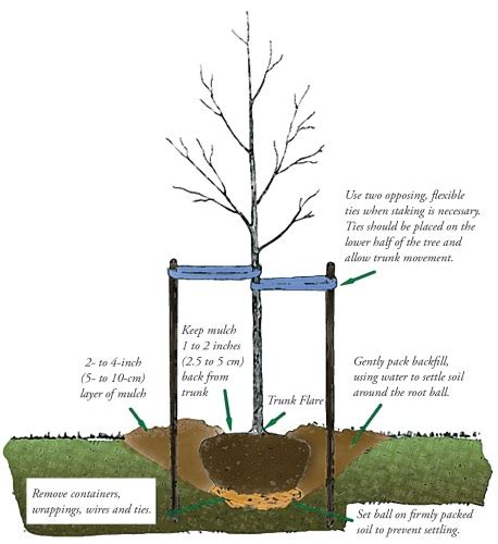 Planting a Tree