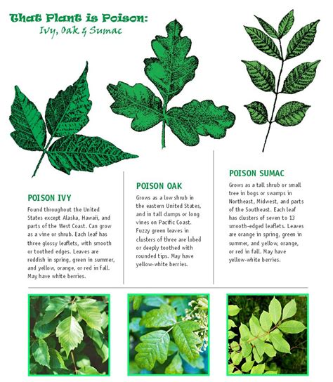 how to spot Poison Ivy, Oak & Sumac | Nestlette | Poison ivy plants, Poisonous plants, Ivy plants