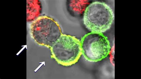 Animation of cell fusion using GenomONE™-CF EX kit - YouTube