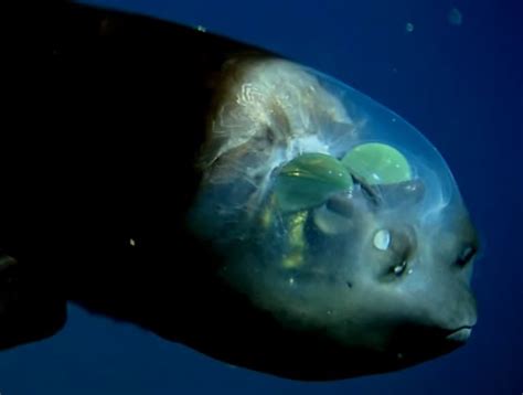 14 Crazy Barreleye Fish Facts (Macropinna Microstoma) - Fact Animal