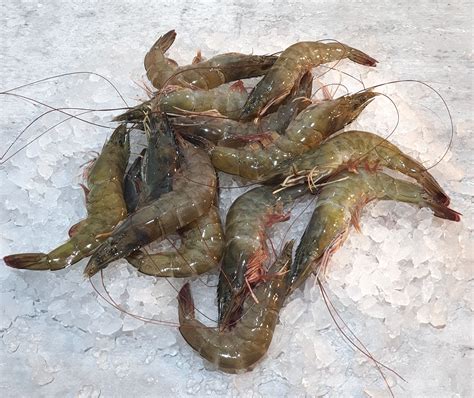 Buy Fresh Live Prawns in Singapore - VitaminSeafood