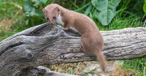 Weasel vs Mongoose: What Are 8 Key Differences? - W3schools