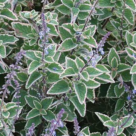 140mm Blue Spire - Plectranthus parviflorus variegated - Bunnings Australia