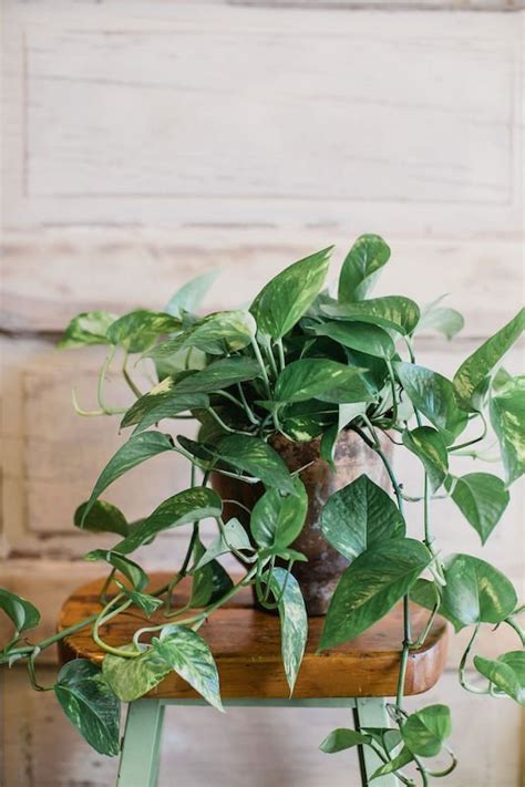 Pothos in Custom Pot | Floranthropist