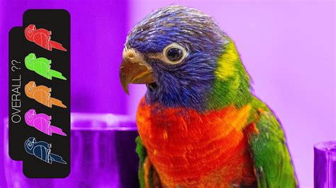 Rainbow Lorikeet, The Best Pet Parrot? – HousePetsCare.com