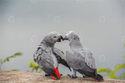 Two parrots or love birds in love kiss each other, Parrot love, African ...