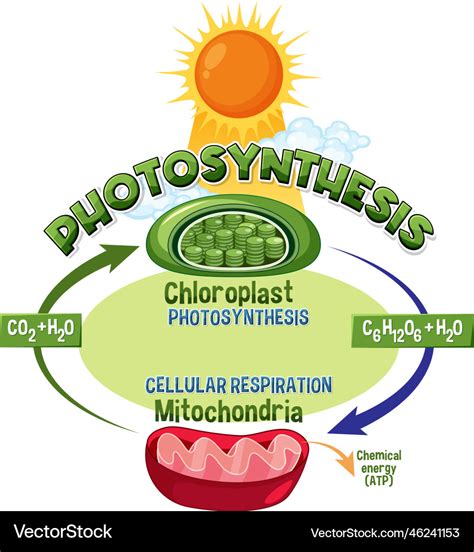 Photosynthesis and cellular respiration diagram Vector Image