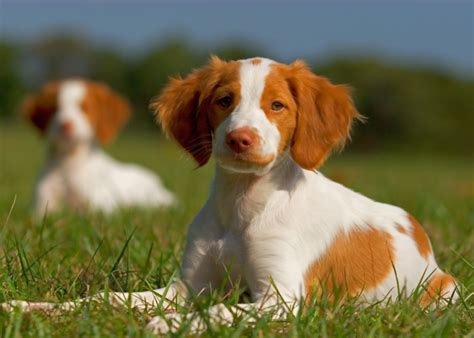 Brittany Dog Breed Guide (Lifespan, Size & Characteristics)