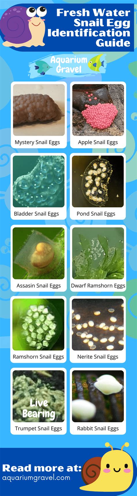 What Do Snail Eggs Look Like - Identification Infographic Guide