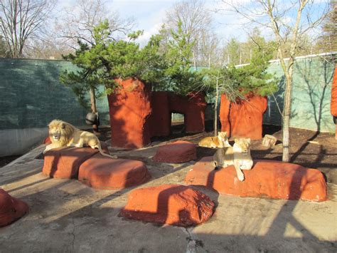 File:Lions, Capron Park Zoo, Attleboro MA.jpg - Wikimedia Commons