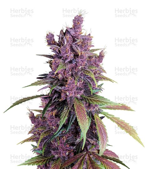 Black Cherry Punch | Strain Information | Seeds For Sale | Reviews - Herbies