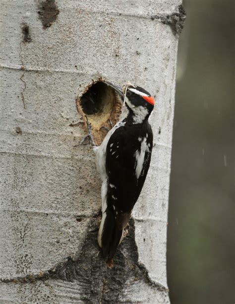 Hairy Woodpecker | Coniferous Forest