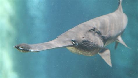 Paddlefish – "OCEAN TREASURES" Memorial Library